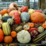 harvest