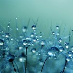 morning-dew
